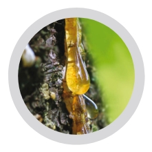 Harvesting the values of pine resin